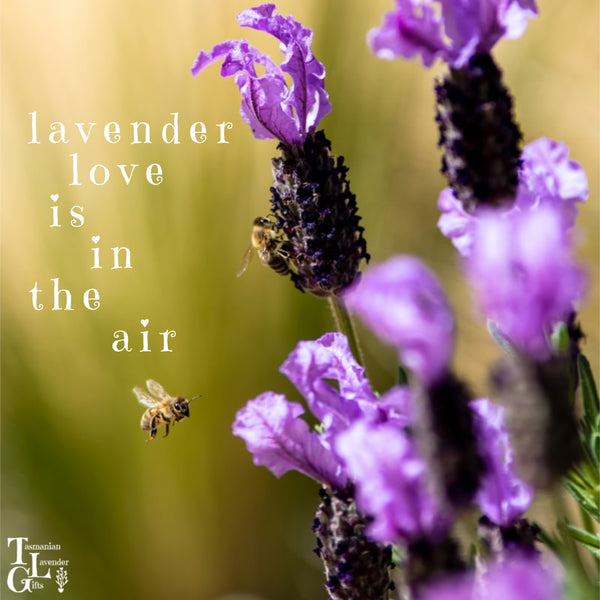 Lavender Love is in the Air at Tasmanian Lavender Gifts