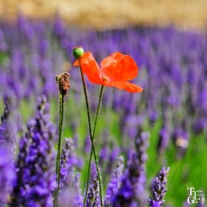 Lest We Forget...Anzac Day 2020 at Tasmanian Lavender Gifts